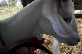 活久见，羊的脖子上长了两颗垂下的肉肉