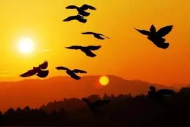 经验请爱护你的鸽子，只要它还能回来！图片