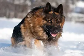 关于德牧的8件事 All About German Shepherds: 8 Things YouDidn’t Know图片