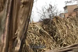 农村人东哥：冬天奶羊没有奶了，原因，原来如此视频封面