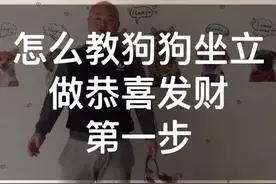 马上过年了！如何教狗狗做恭喜发财呢？大小狗都通用的训练方法#二哈 #哈士奇 #家有萌宠过大年