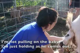 山羊生小羊全过程，母羊真伟大