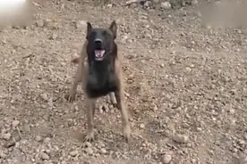 金毛跑外面去干架，回到家后主人看到金毛嘴都被咬的流血了，好逗视频封面