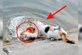 猫咪原来是抓鱼高手，瞬间就抓起来了视频封面