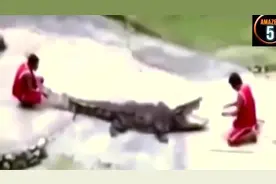 常在河边站哪有不湿鞋！鳄鱼咬人的9大惊悚视频视频封面