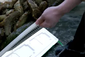 海参菜品在大部分餐厅都是涨发的海参，而海参冲浪这道菜的关键点就在于用海参一定要用活海参