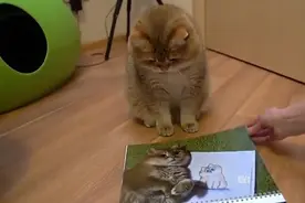 铲屎官把猫咪的照片做成日历，一脸认真的小表情，超萌，超可爱