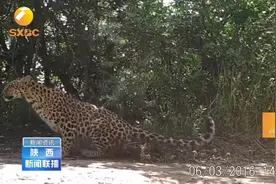 陕西监测到迄今为止最大的华北豹野生种群，给陕西生态点赞！#秦岭视频封面