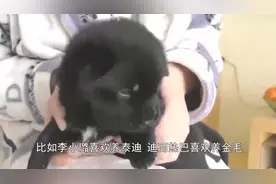 熊黛林挺着巨肚与老公带爱犬看病，富二代郭可颂全程贴心伺候视频封面