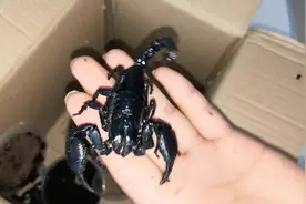 开箱两只世界排名第三大的蝎子，雨林蝎适合当宠物养，毒性不大