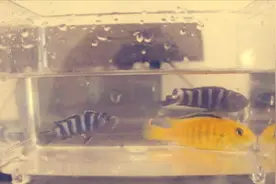 三只漂亮的小鱼明显瘦了，嘴里肯定是藏了什么东西