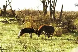 当一只非洲野狗遇到鬣狗时，它们居然相爱结伴而行了图片