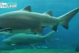 实拍水族馆潜水员工作时遭到鲨鱼的撕咬，太吓人了图片