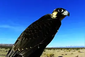 国外网友野外遛鹰，结果鹰顺道把过路的野鸭给猎杀了，太凶猛了图片