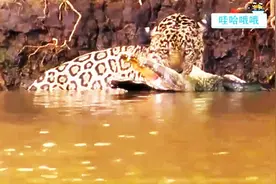 实拍美洲虎跳入河中捕杀凯门鳄 一击毙命拖上岸图片