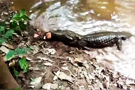 实拍鳄鱼猎杀电鳗，不料却被电鳗电的翻了肚子，好神奇图片