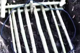 野外生存：用树枝制作简单的陷阱，踩上就会触发，瞬间被吊起来！图片