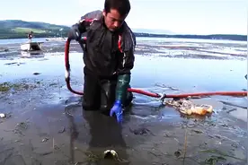 这群人趴在沙滩上往沙子里呲水，抓了好多象拔蚌，收获颇丰图片