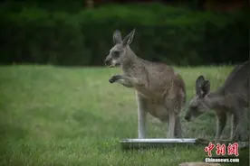 澳洲袋鼠太活泼 车辆自动驾驶系统难测准其行踪图片