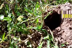 男子野外发现一个洞，倒了点水进去，竟爬出这恐怖生物视频封面