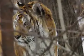 西伯利亚虎女王，母老虎也能秒你雄狮，你信不？视频封面