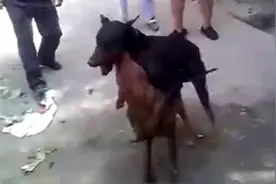 实拍比特犬VS杜宾犬，比特依旧厉害的锁喉