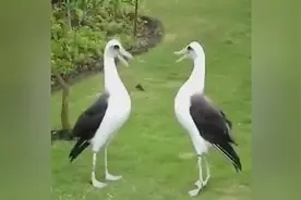 搞笑视频：两只鸟突然比赛起唱歌来了