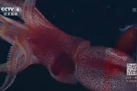 专家揭秘鱿鱼的“魔鬼之眼” 吃烤串的时候怎么没觉得这么可怕