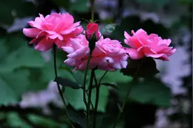 月季、蔷薇不用买，随手掐个枝段就能活！图片