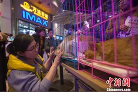 太原民众带宠物观影《一条狗的使命》 影城办领养活动让爱接力图片