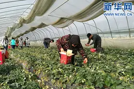 外国游客青睐溧水草莓 傅家边草莓园人气爆棚图片