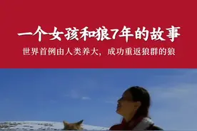 成都姑娘在草原救下一只小狼，养大后把它送回狼群。4年后他们重逢了，狼想要相认却又不敢认……视频封面