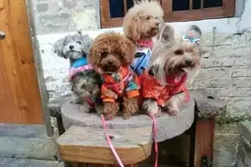 冬天狗狗要不要穿衣服图片