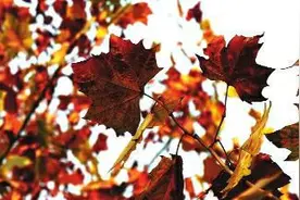 法桐叶缘何枯而不落图片