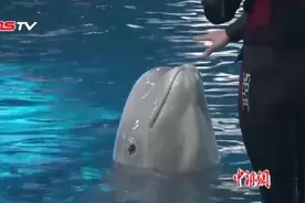 濒危白鲸在长春乐享“中年生活”图片