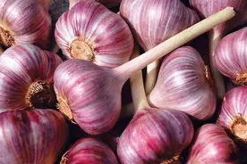 云南新蒜身价一跌再跌，“蒜你狠”身影渐走渐远图片