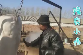 农村杀猪师傅一天收入一千好几，看看他们一天得杀多少头猪？视频封面