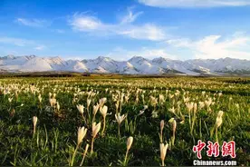 新疆那拉提景区春季向游客发邀请图片