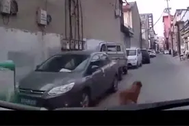 现实版忠犬八公！主人醉酒晕倒在地  金毛拦救护车带路救主人#谁能想到视频封面