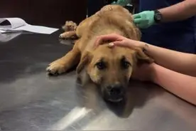 加拿大一狗狗被箭射穿背部死里逃生图片