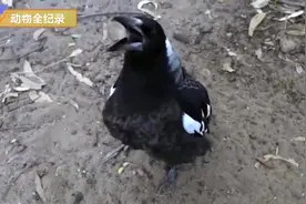 公鸡打鸣全纪录 仔细聆听 给你不一样的感觉！