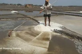 海水是怎么变成盐的？印度制盐全过程，一脚一脚踩出来