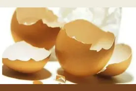 鸡蛋壳还能做养花肥？吃剩的蛋壳千万不能扔！视频封面