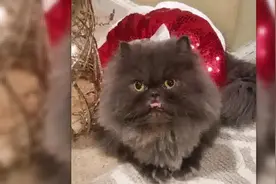 都说这只地包天的猫看上去很可怕，我怎么觉着有点萌