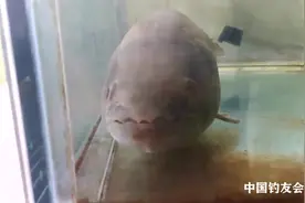 终于找到西游记中“奔波霸”的原形，超凶悍！视频封面