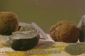 世界三大珍馐——松露，中国只有云南独有，一公斤能买上万元视频封面