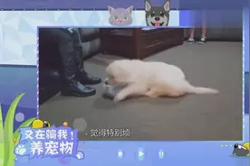 不想养狗了怎么办？别轻易丢弃，老司机支招处理方式视频封面