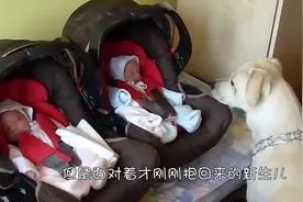 新生儿刚抱回家，狗狗为什么不去咬呢？没想到狗狗如此的聪明！