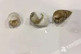 越南寄居蟹想来重庆“寄居”？被重庆口岸截获图片