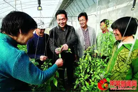茶业口镇西嵬石村：大棚有问题 专家开“药方”图片